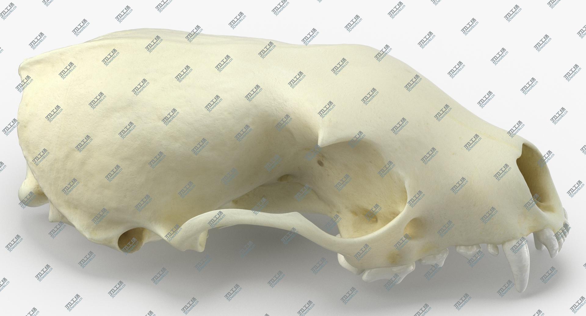images/goods_img/2021040231/Real White Breasteed Marten Skull 01 3D model/3.jpg